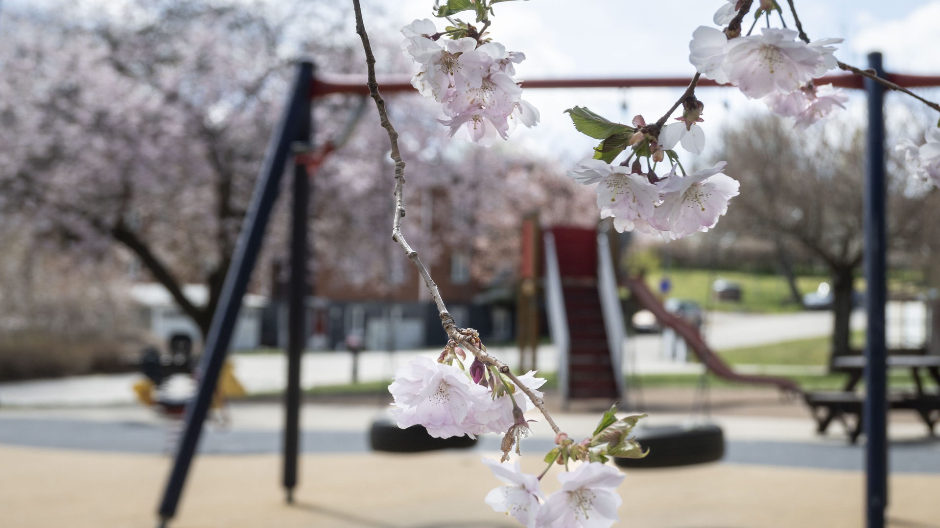 körsbärsblom på lekpark i Rörvik