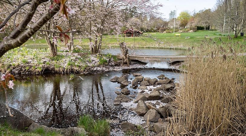 Körsbärsblom, träbro över bäck, damm och vårblommor. 