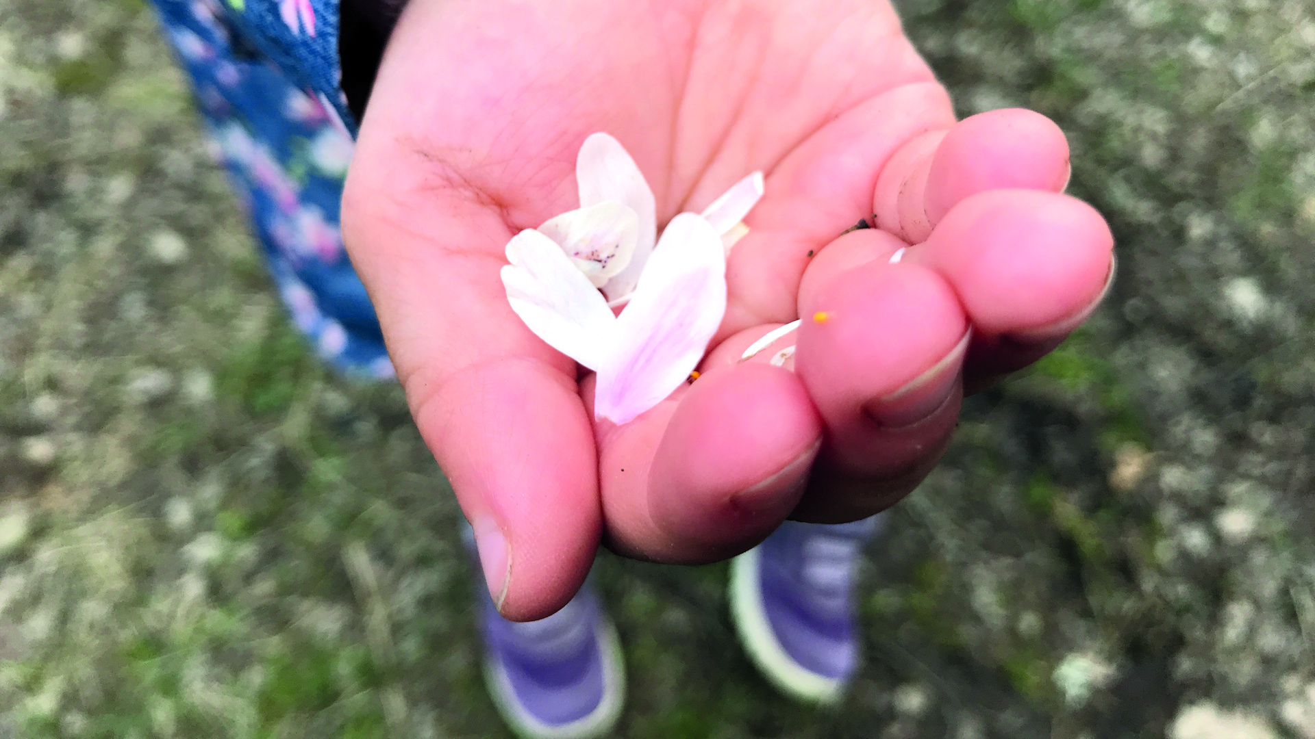 Liten flicka håller blomblad i handen.