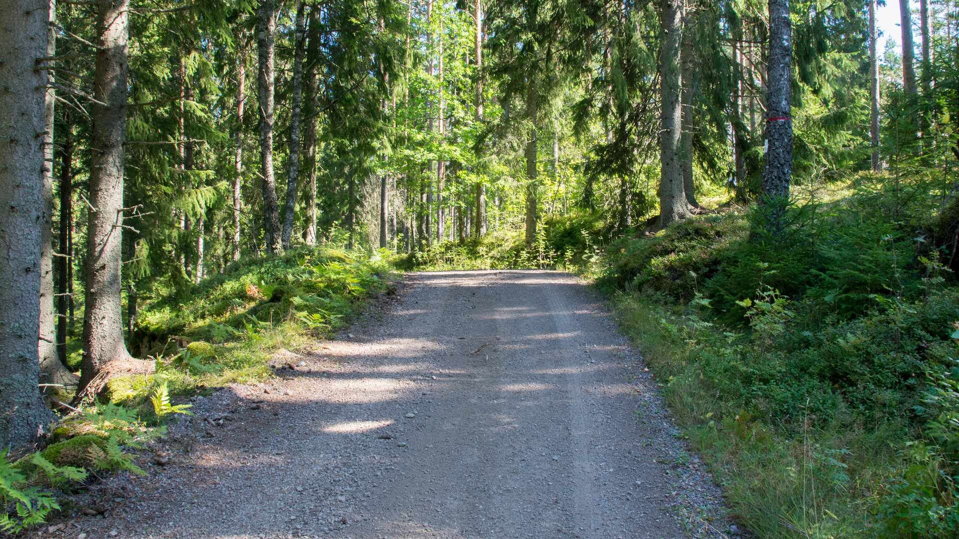 grusväg som finns i en barrskog