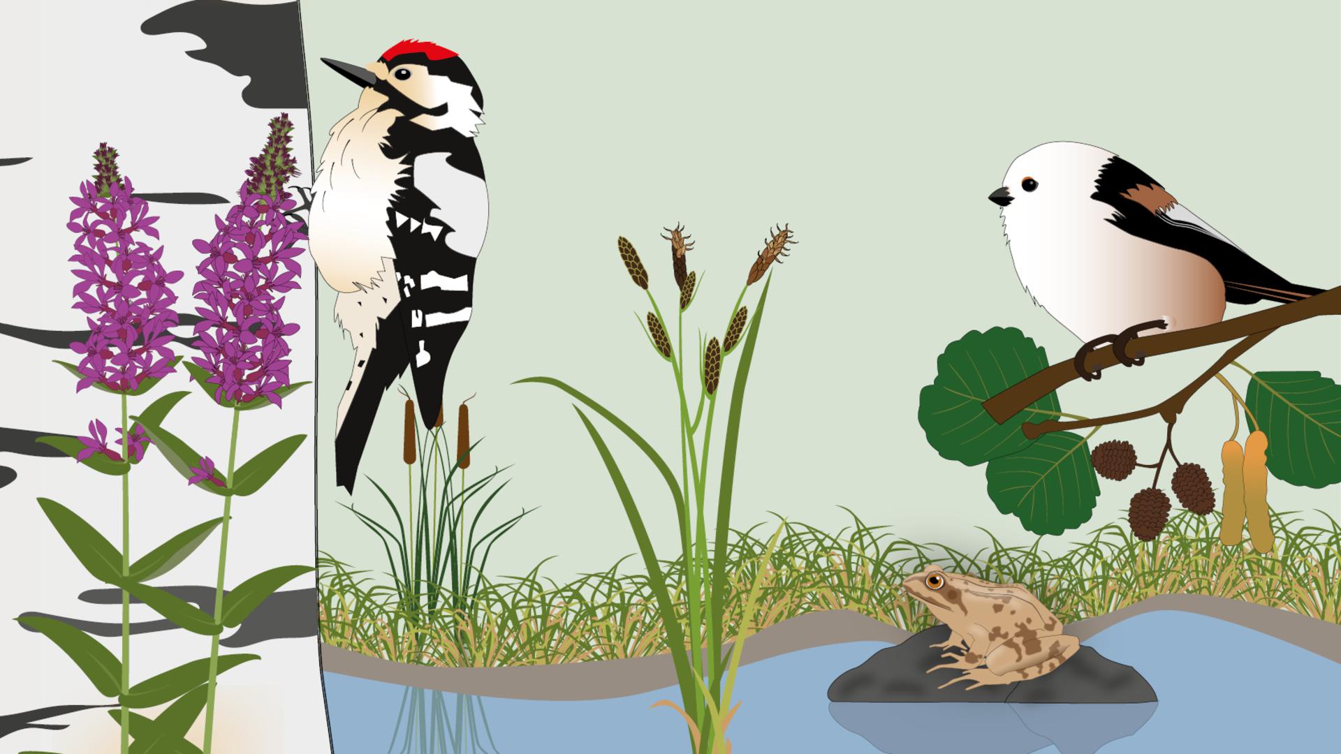 Illustration av växter och djur vid våtmark.