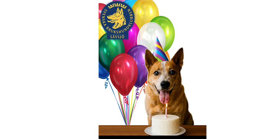 Hund med ballonger och tårta