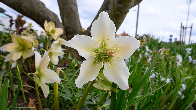 Ett fält med vita blommor och framför ett träd