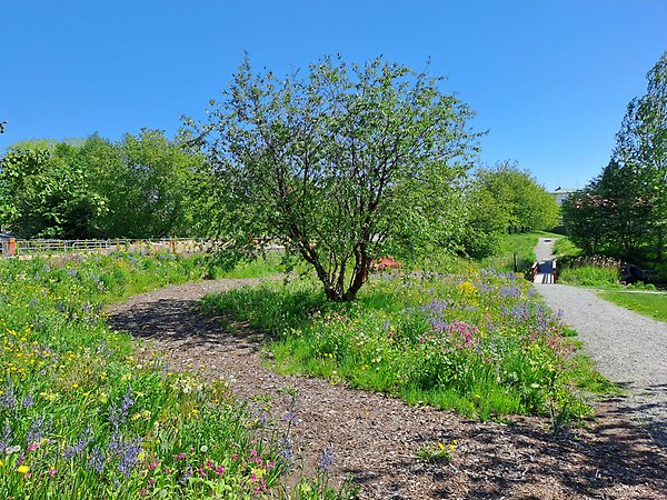 Blomsteräng i Perennparken