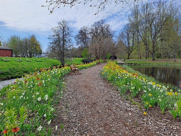 Nektarrika blommor på ön i Perennparken