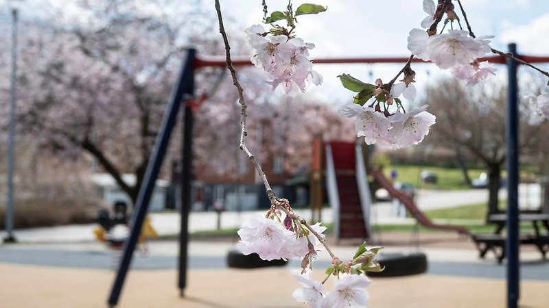 Körsbärsblommor vid lekpark och park i centrala Rörvik.