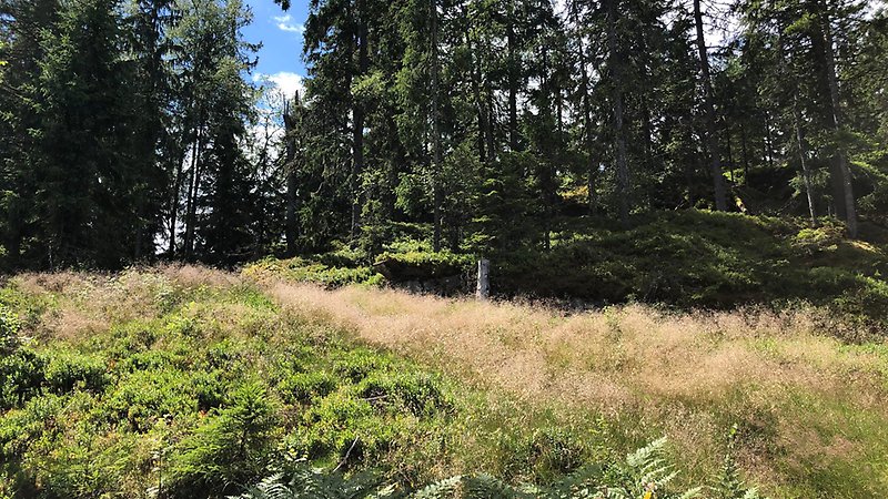 Blandskog.