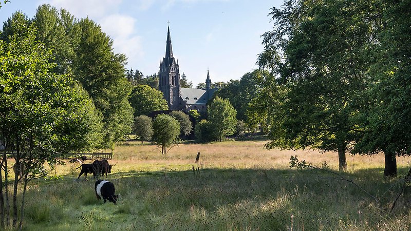 Betande kor på äng framför Vallsjö kyrka.