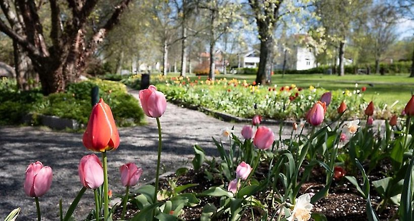 Tulpaner i rabatt, träd, gångar och gräs.