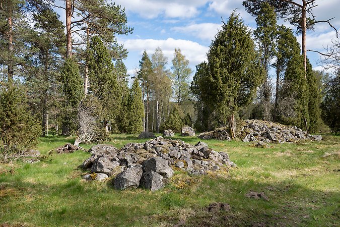 Stenrösen på gräsyta, enar