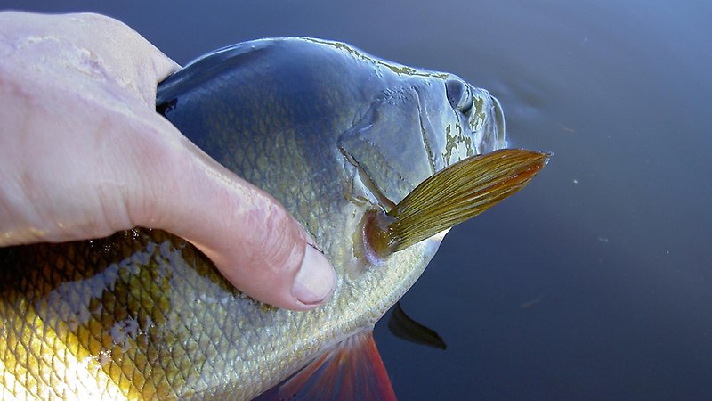 Hand som håller i en fisk 