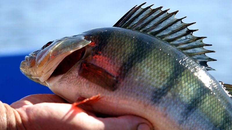 Fisk mot blå bakgrund